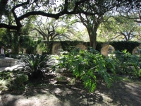 Shady Patio at the Alamo